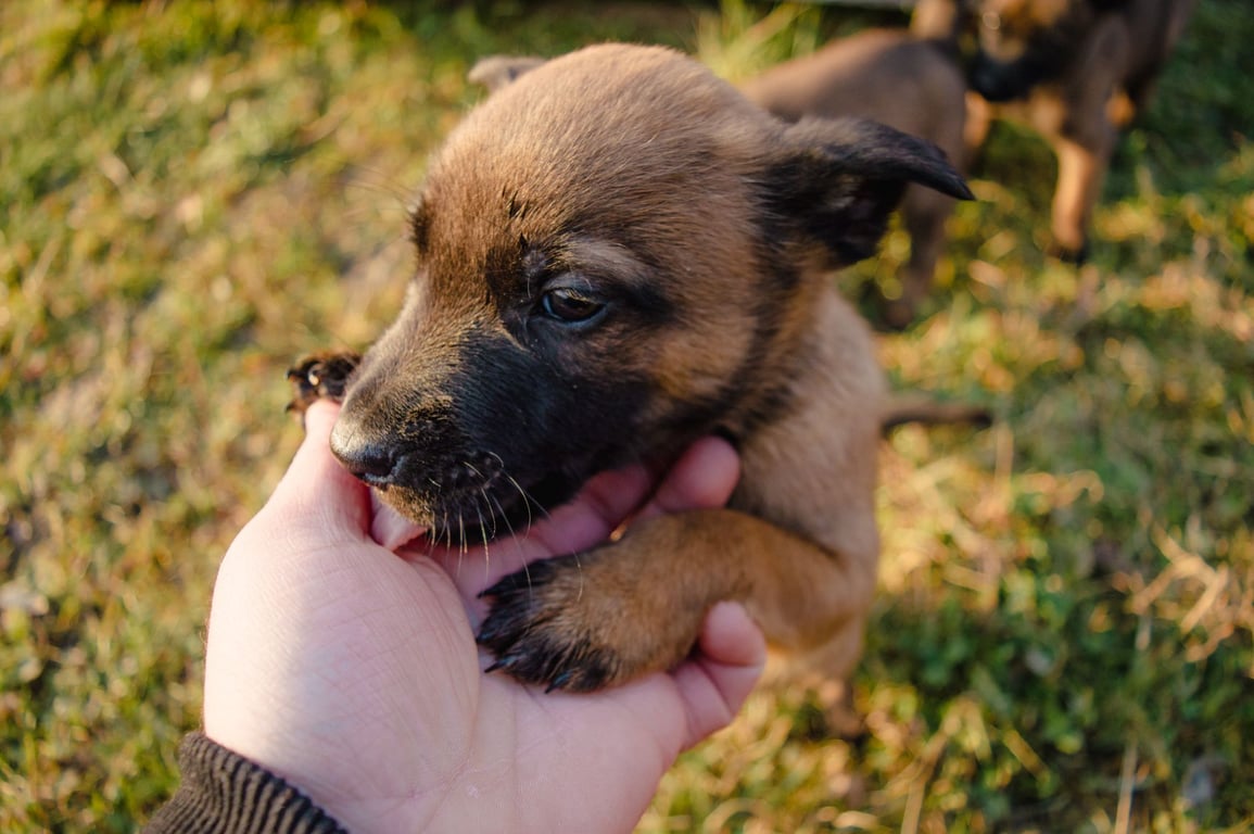 Puppy Training Classes Near Me: How to Choose the Right Local Program