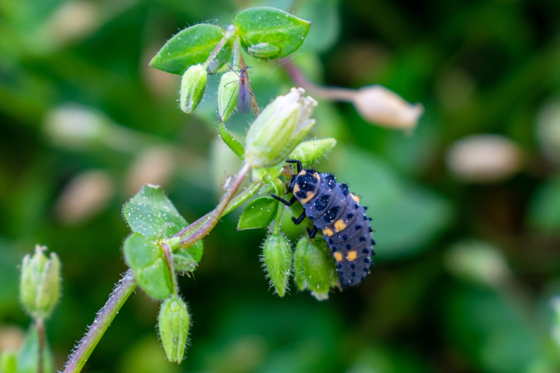 carpet beetle larva