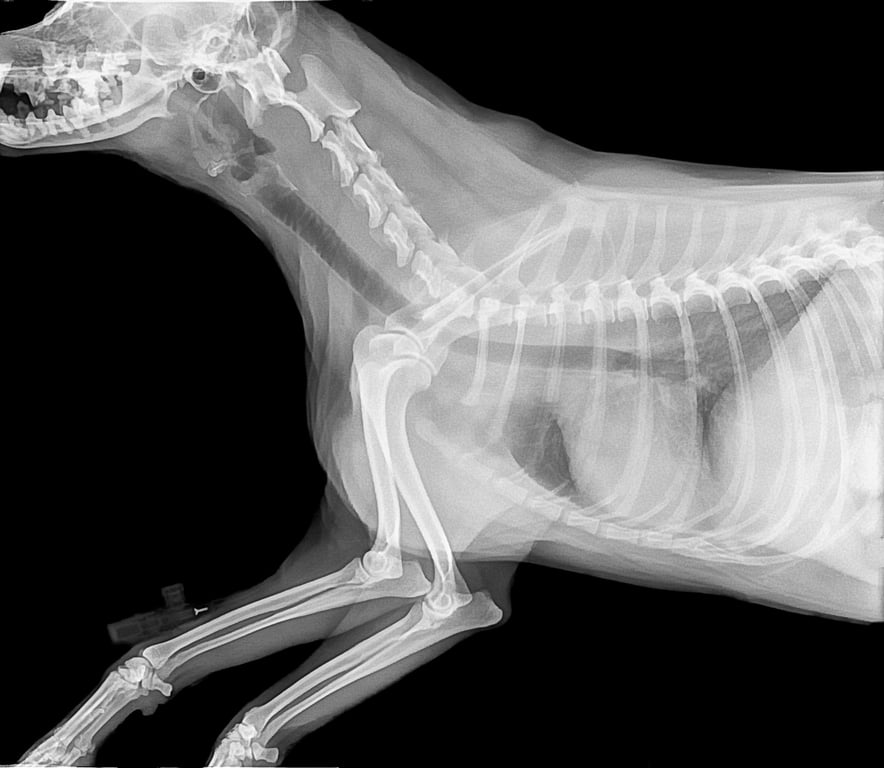 dog veterinary examination
