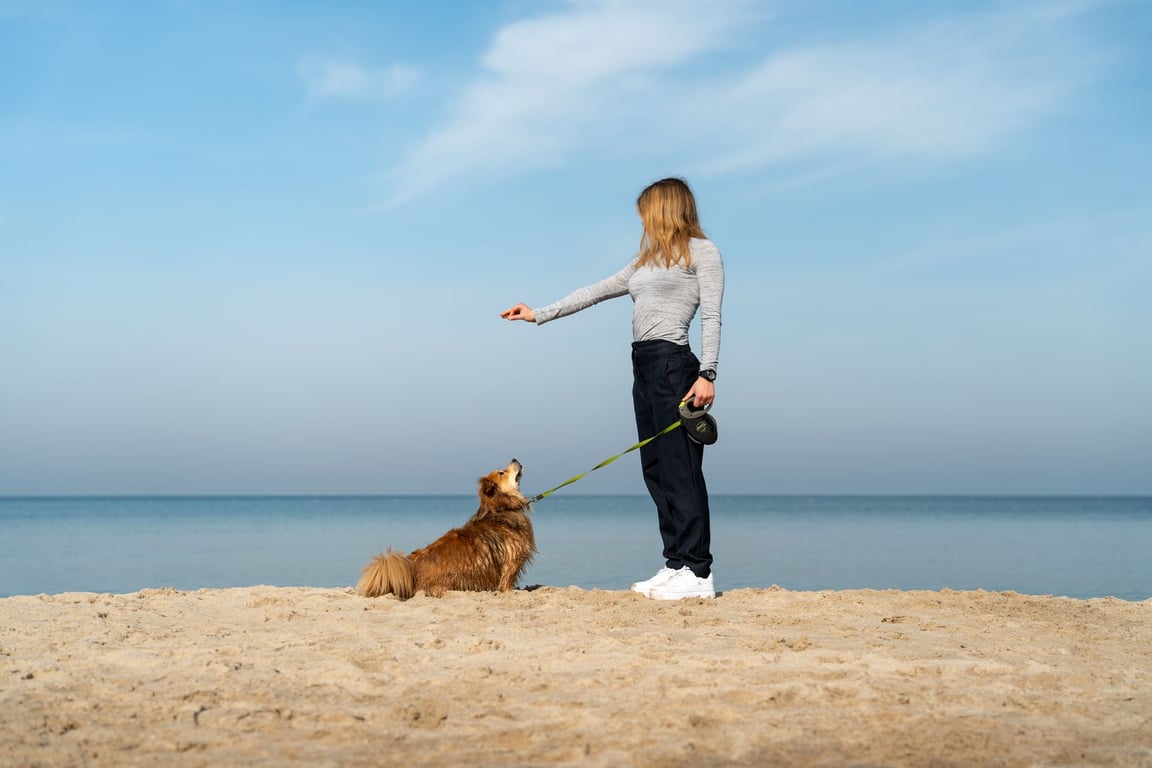 PetSmart Training Classes: What Pet Owners Should Know Before Enrolling