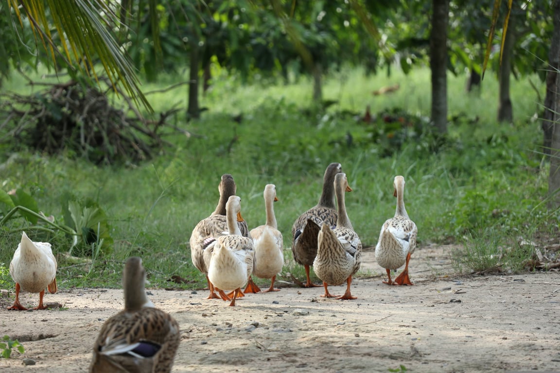senior neighbors walking group