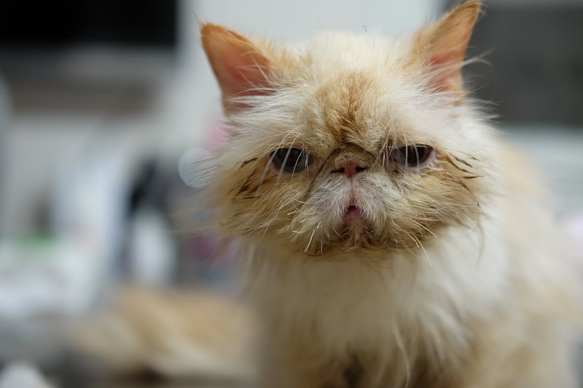 Petco veterinary clinic