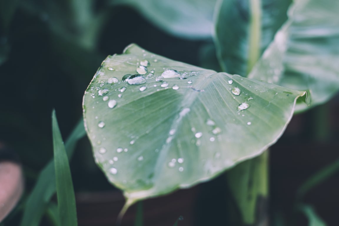 drip irrigation garden