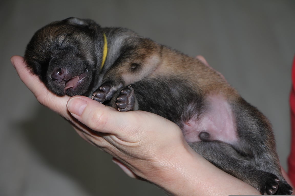 dog at veterinary clinic