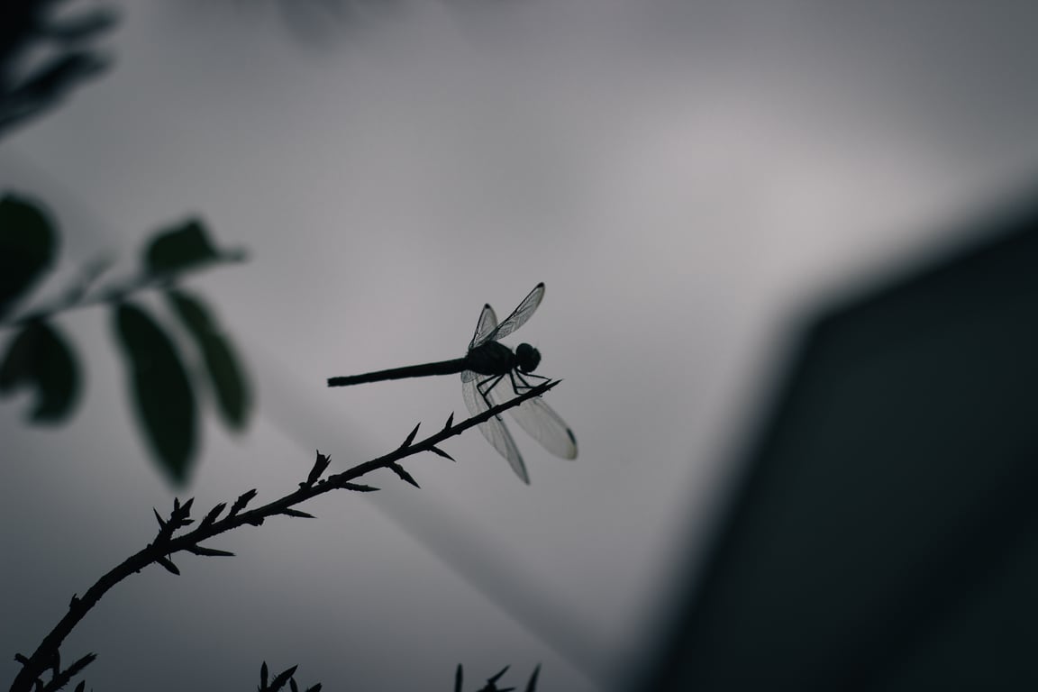home pest inspection