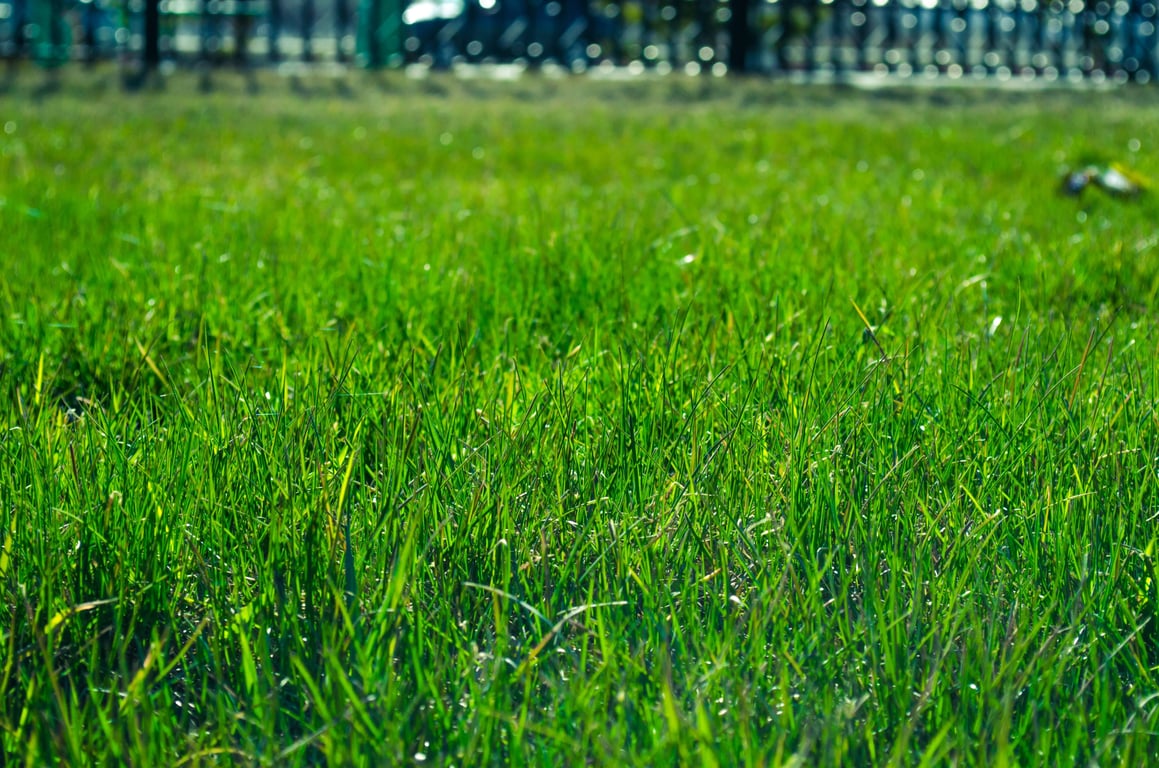 lawn sod installation