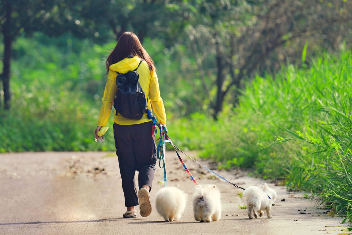 Many Pets Insurance: How to Compare Multi-Pet Cover Without Overpaying