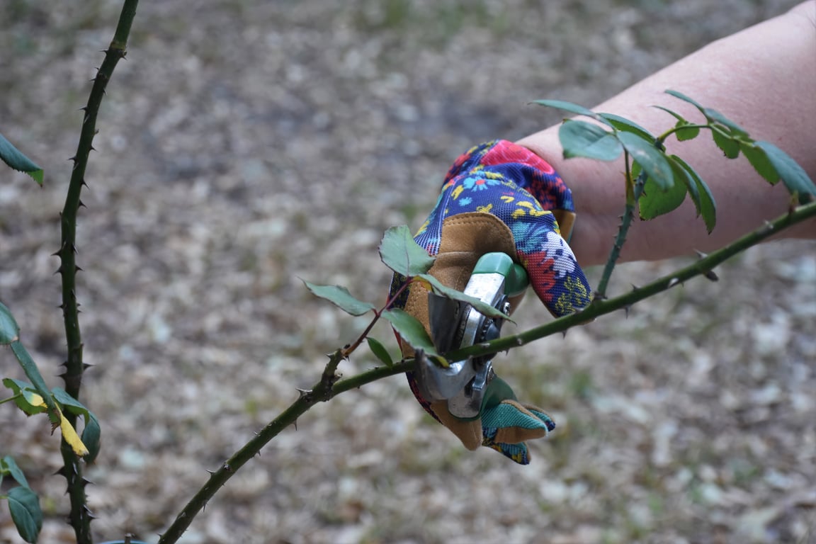 seasonal garden maintenance