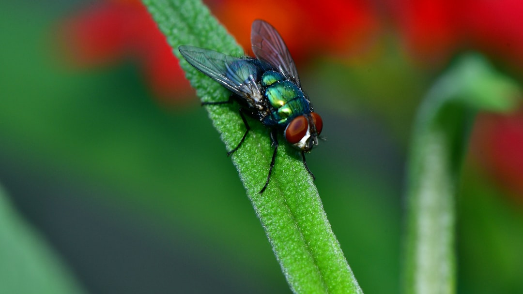 Insect Pest Control: Identify First, Treat Smarter
