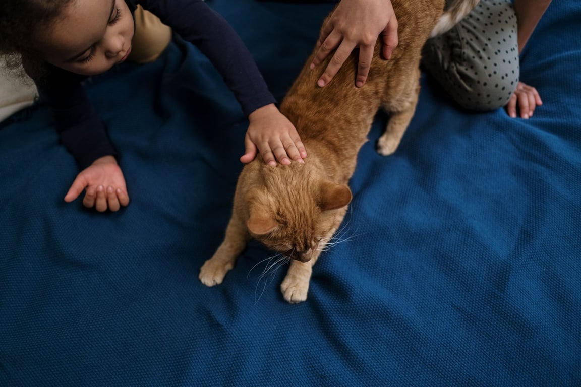 Pet Health Care Plans: Comparing Coverage, Costs, and Everyday Care Needs
