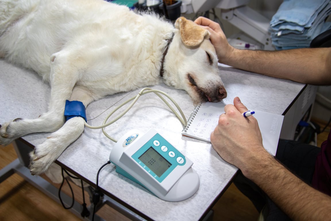 veterinarian examining dog