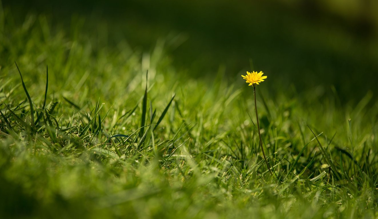 Weed Control Services: When Professional Treatment Is Worth It