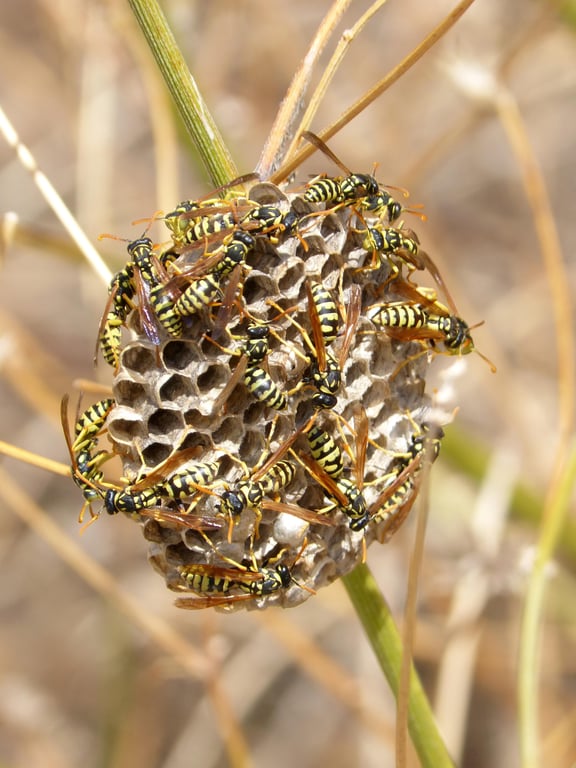 paper wasp nest