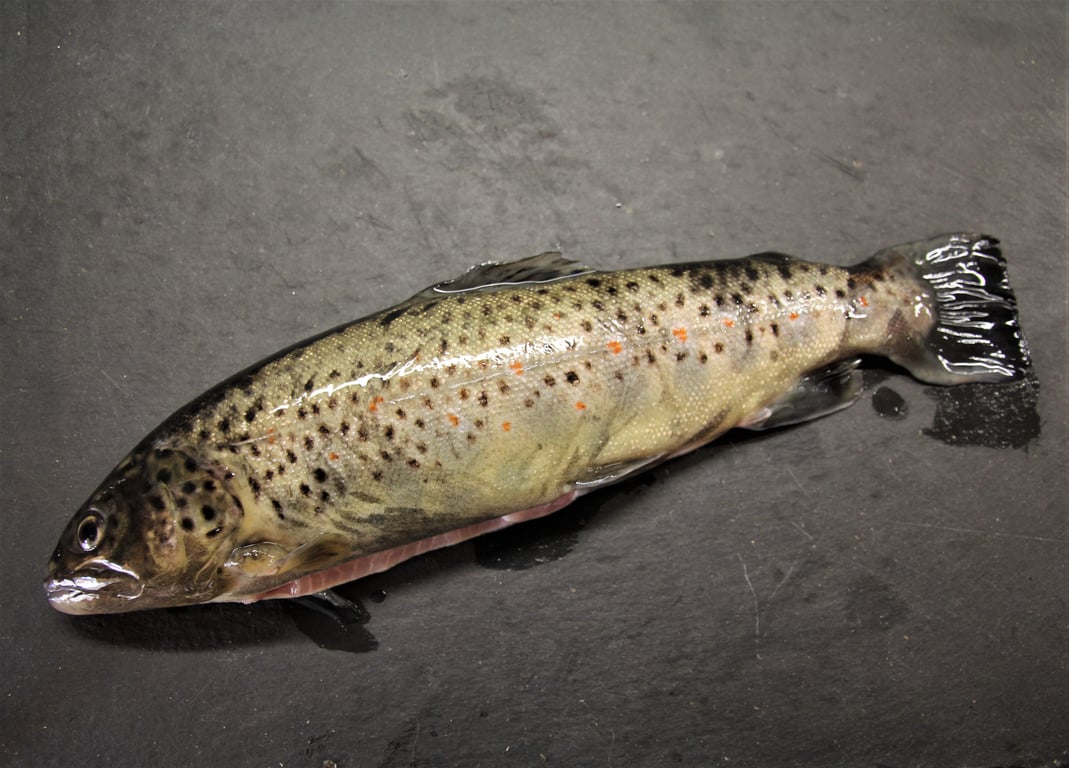 trout fishing mountain stream