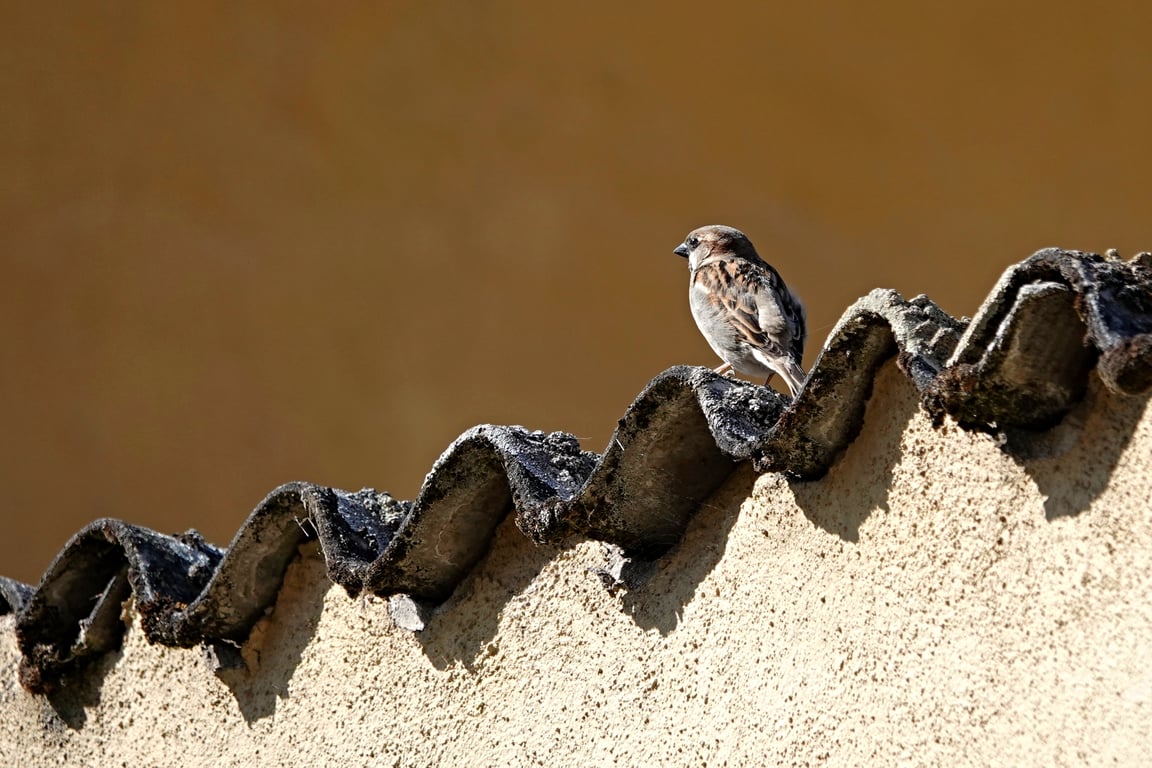 roof inspection