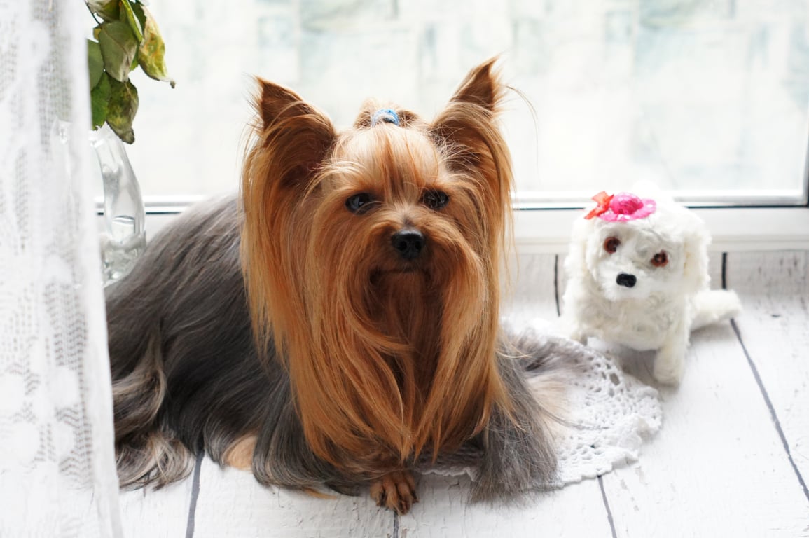 Petco dog grooming
