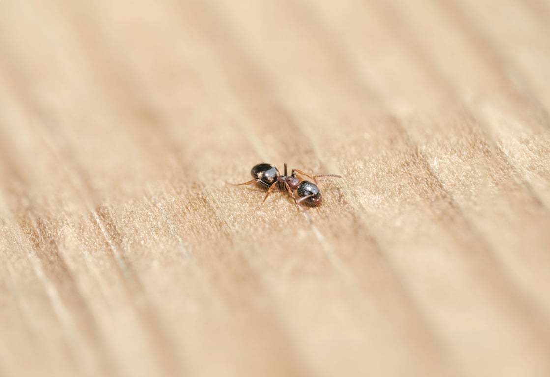 home pest inspection