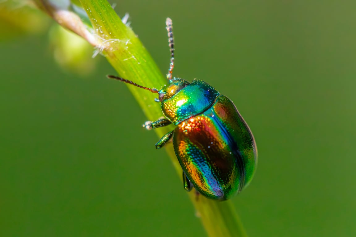 pest control technician home inspection