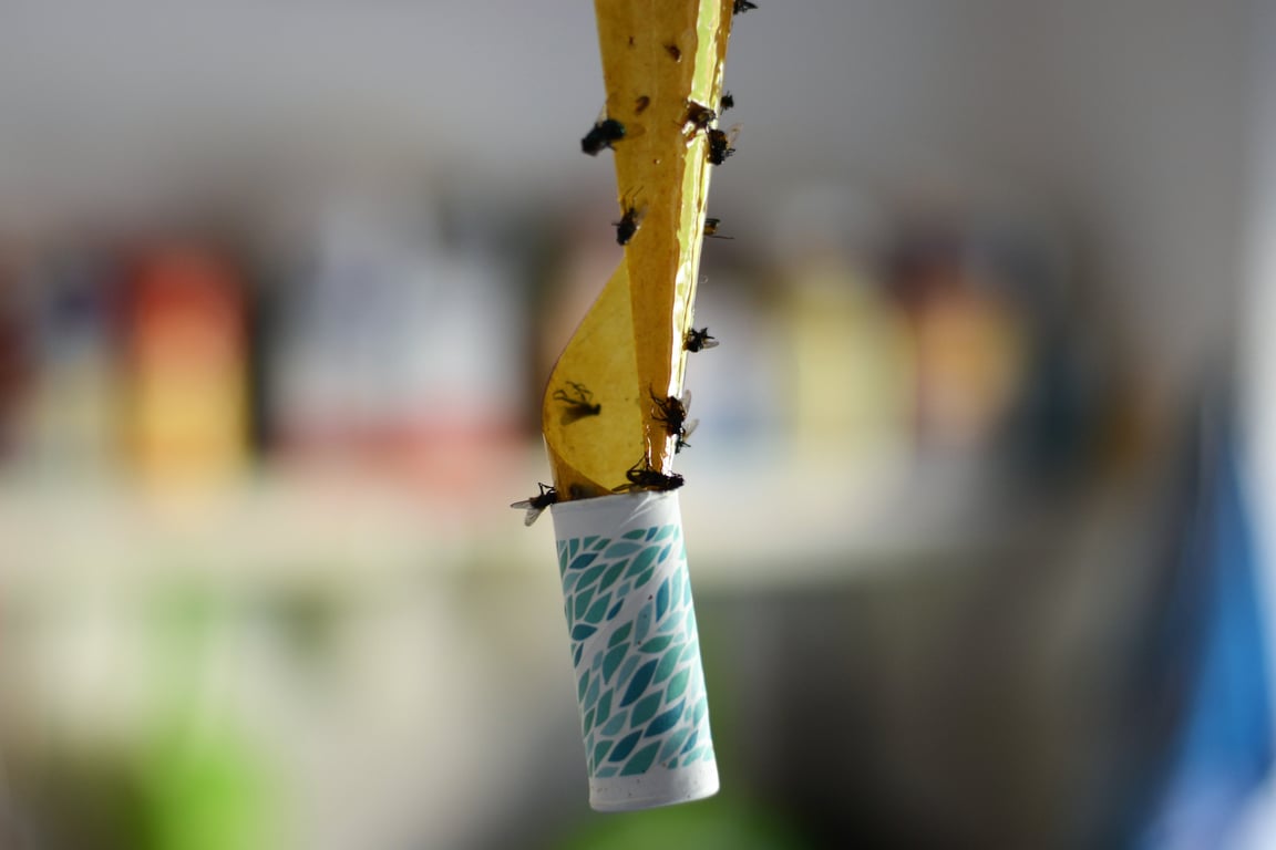 cockroach sticky trap