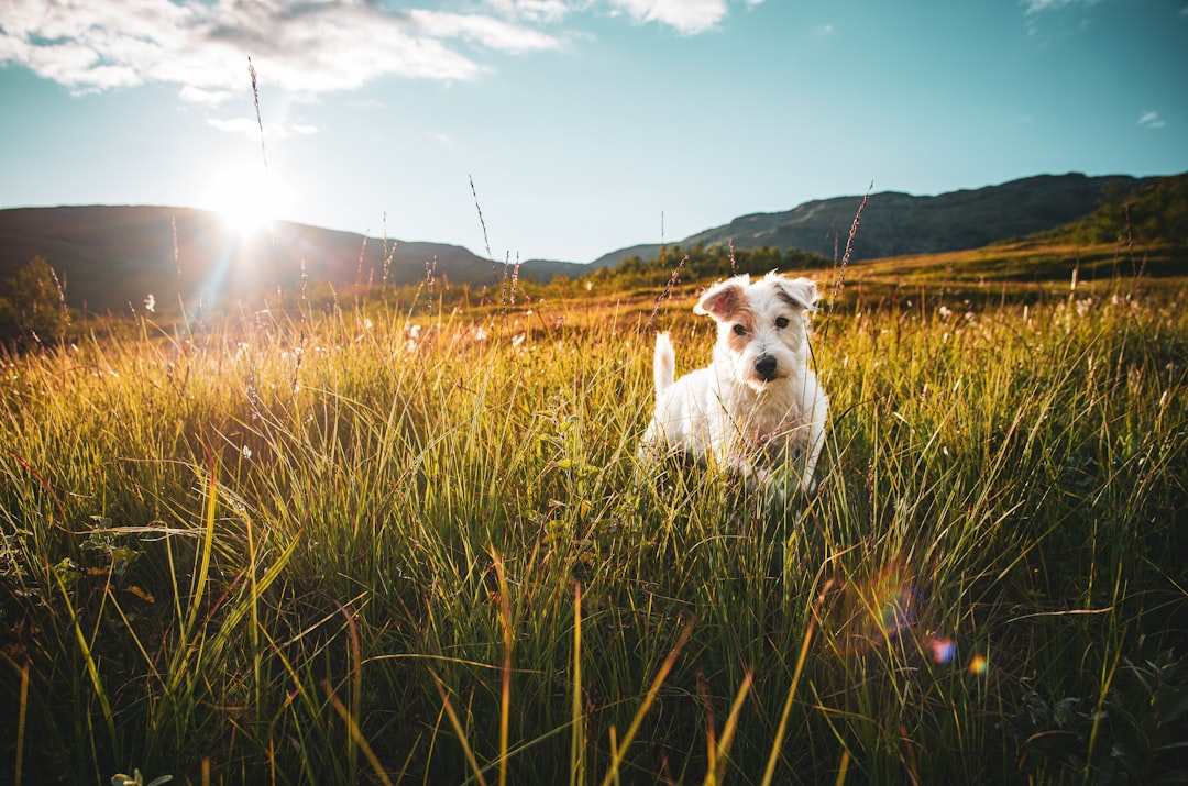 Hill’s Prescription Diet Dog Food: Choosing the Right Formula With Your Veterinarian