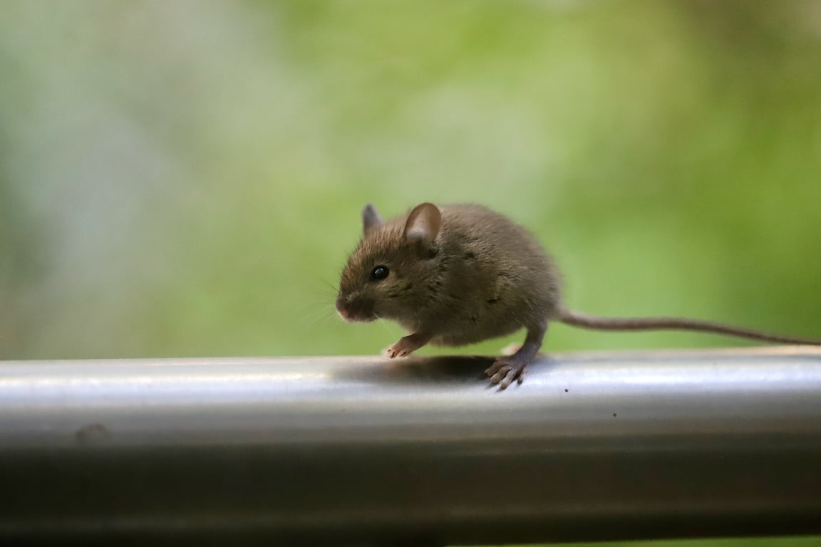 mouse trap near house foundation