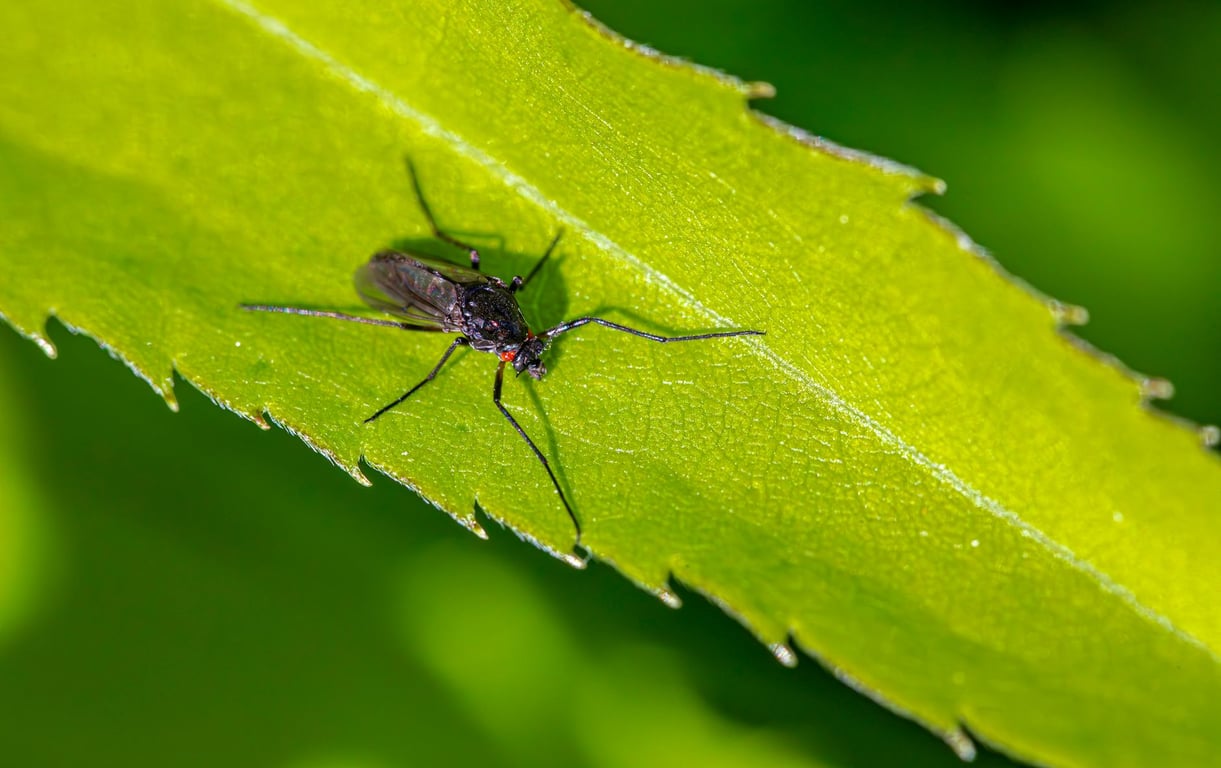 Mosquito and Tick Control Services Near Me: What to Look for Before You Hire