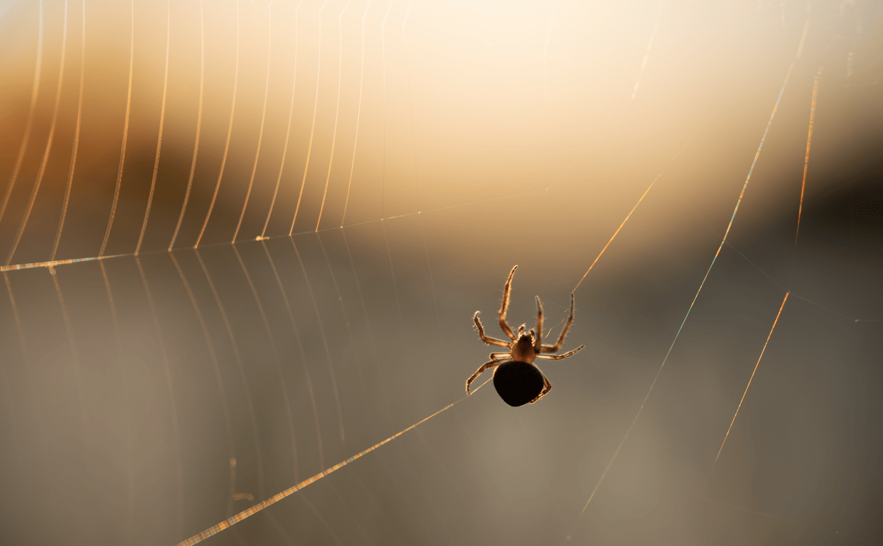 common house spider web