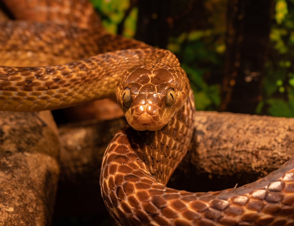 hand drain snake