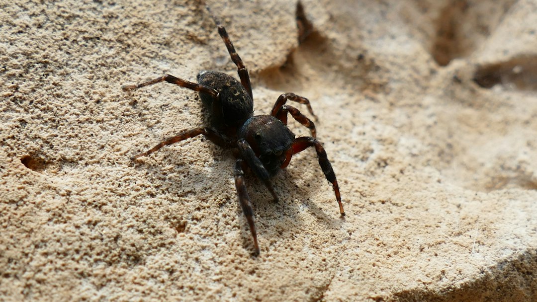 Spider ID: Identify Common Spiders Before You Treat Them