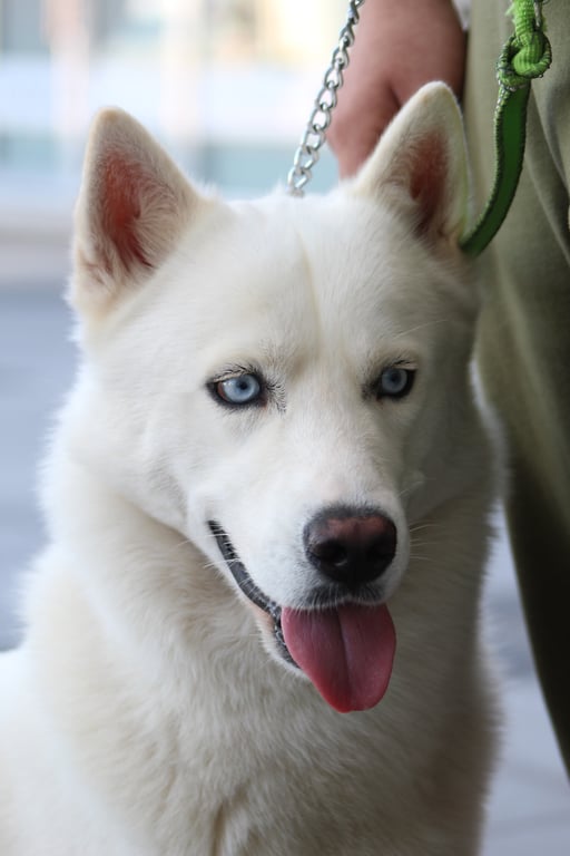 dog training class