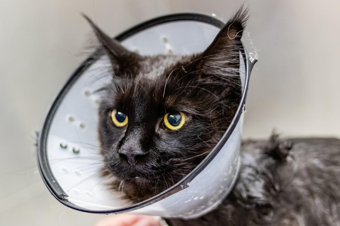 mobile cat grooming