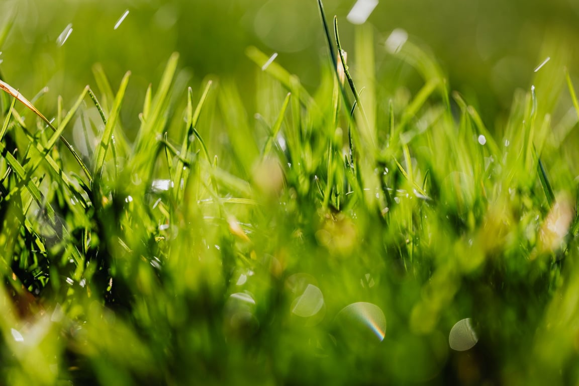 Lawn Aeration Service: When Your Yard Needs Professional Help