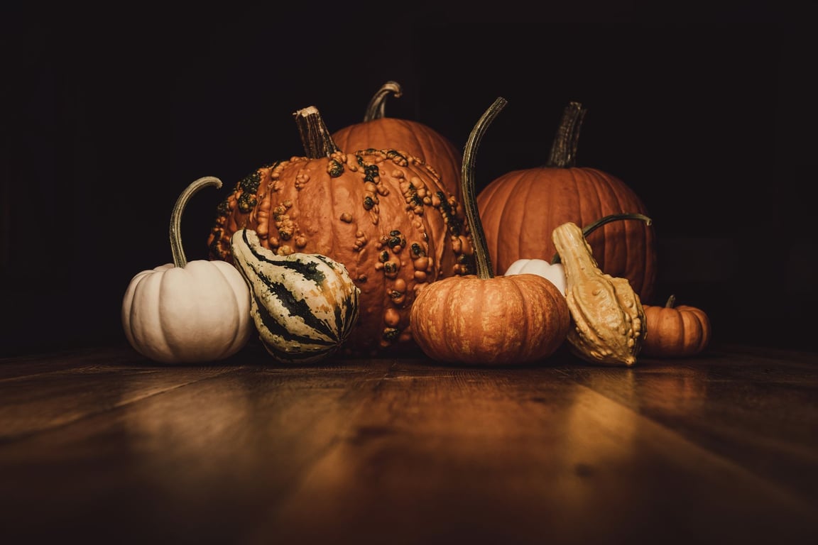 Pumpkin Insurance Review: What Pet Owners Should Compare Before Buying