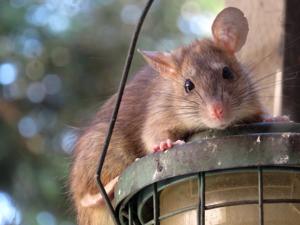 rat pest control inspection