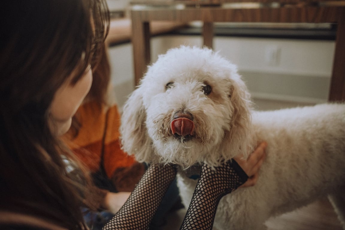Petco Com Grooming: What Pet Owners Should Know Before Booking
