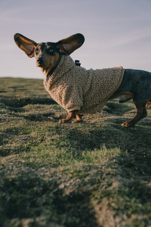 Hill’s Prescription Diet dog food