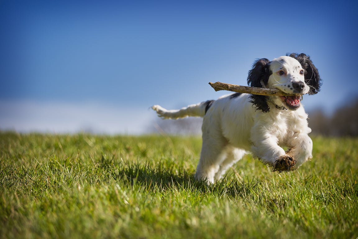 puppy training class