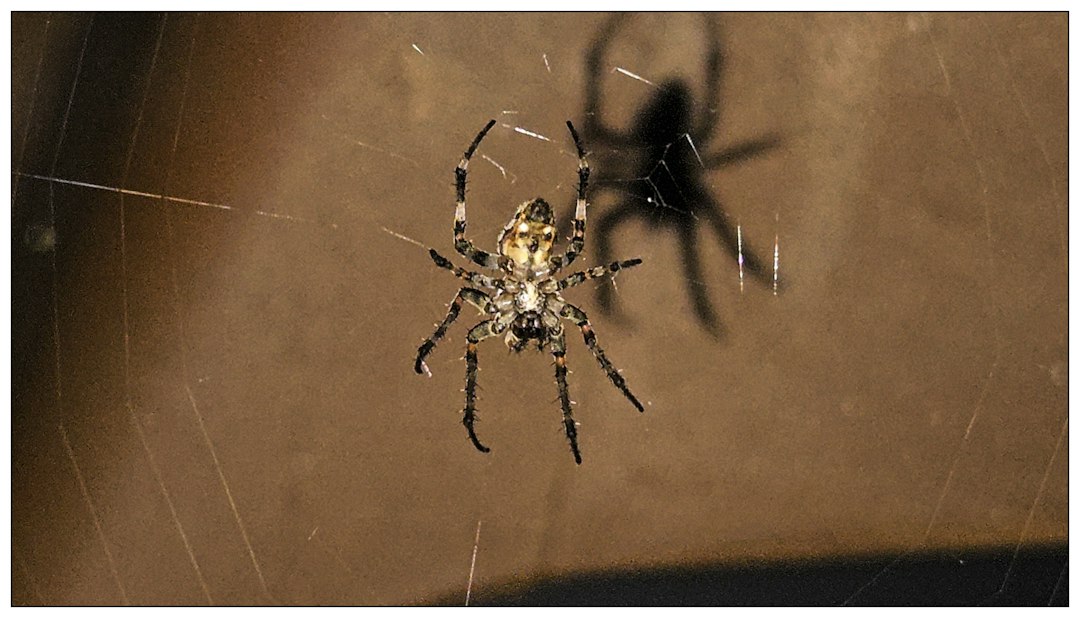 Spider Identification: A Homeowner’s Guide to Shape, Webs, and Warning Signs