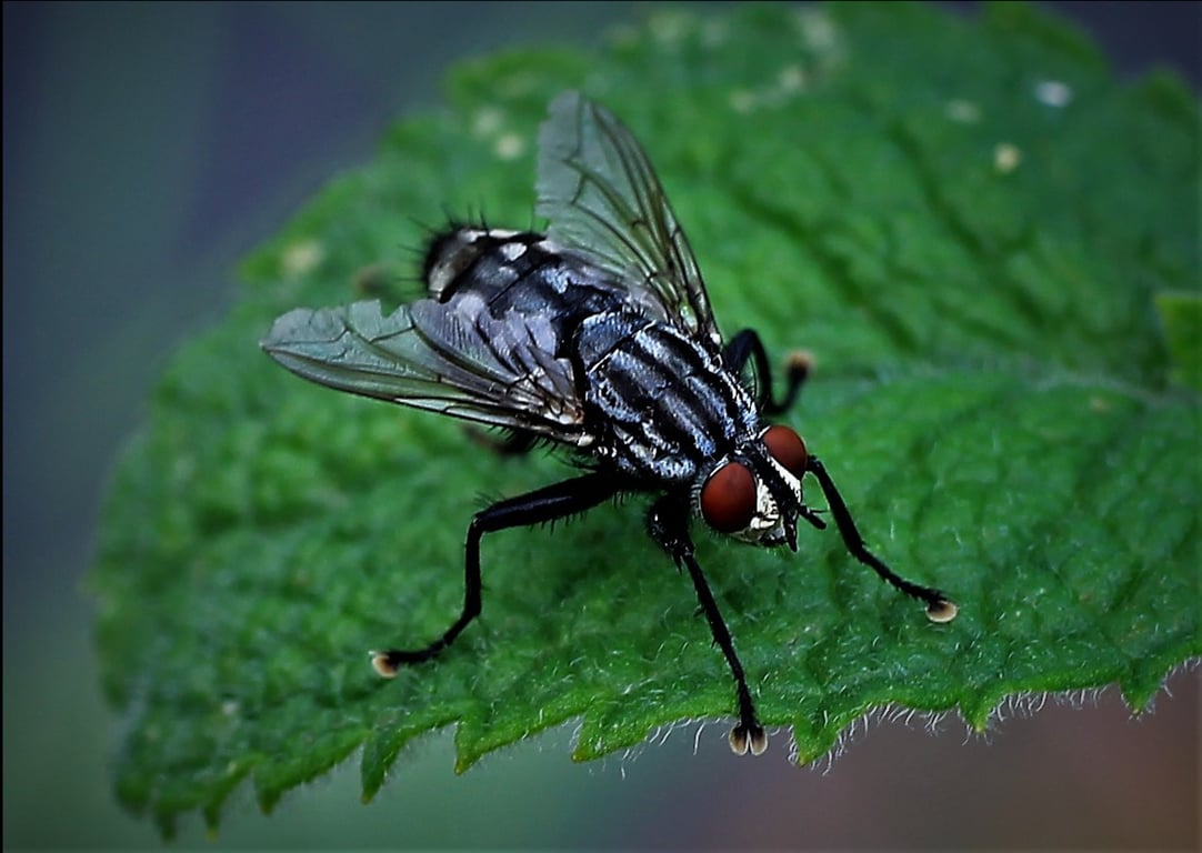Orkin pest control technician