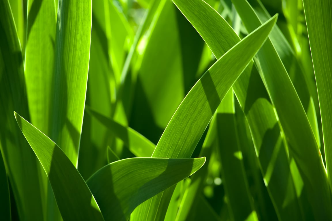 lawn irrigation system