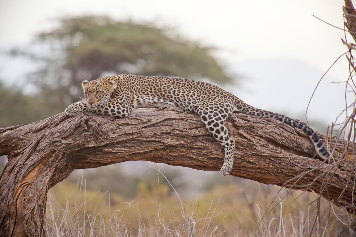 safari tent glamping
