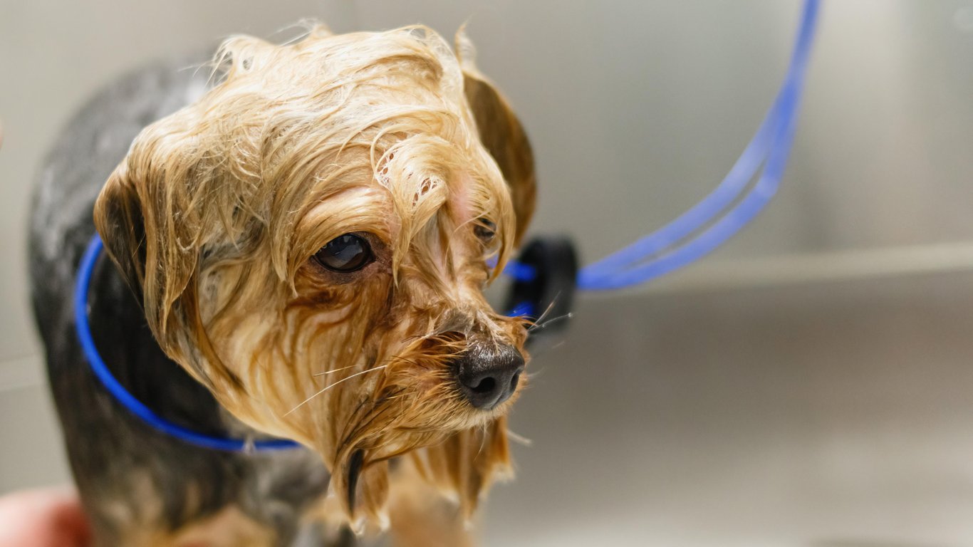 dog grooming salon