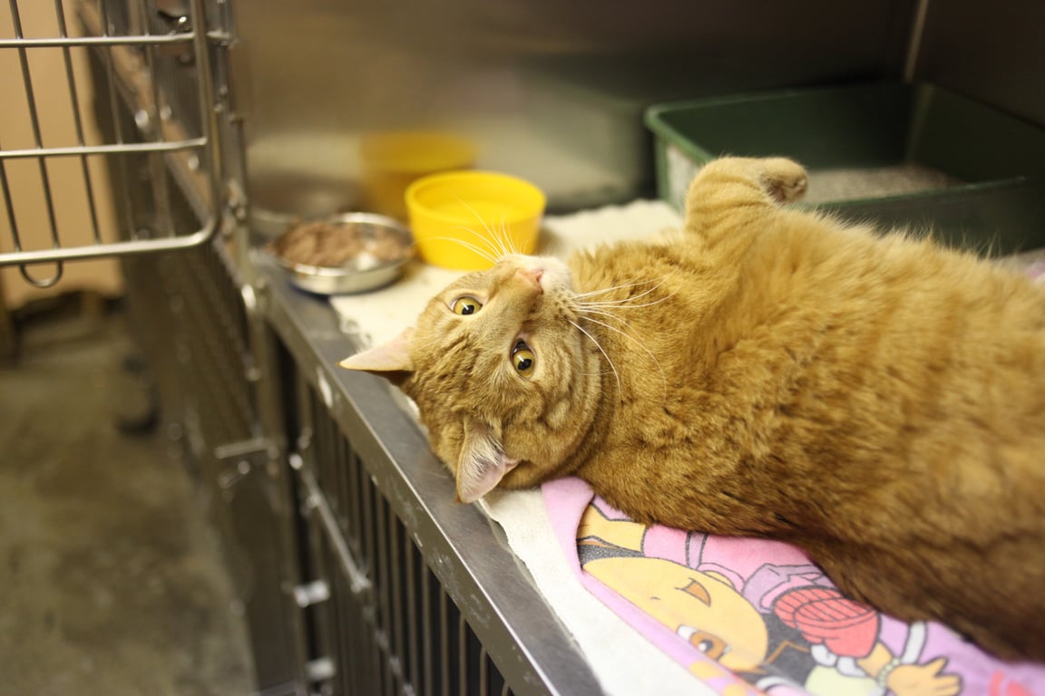 Petco veterinary clinic