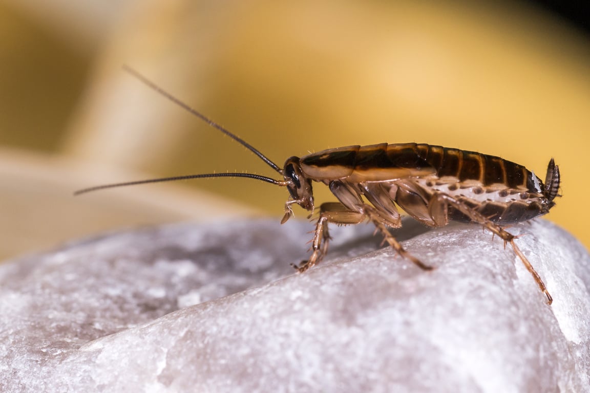 cockroach kitchen