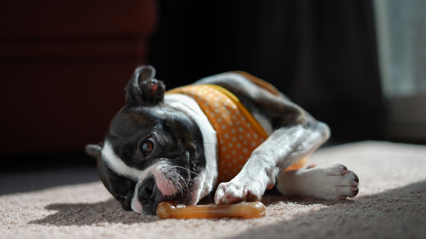 Dog Arthritis Symptoms: Early Signs Pet Owners Should Not Ignore