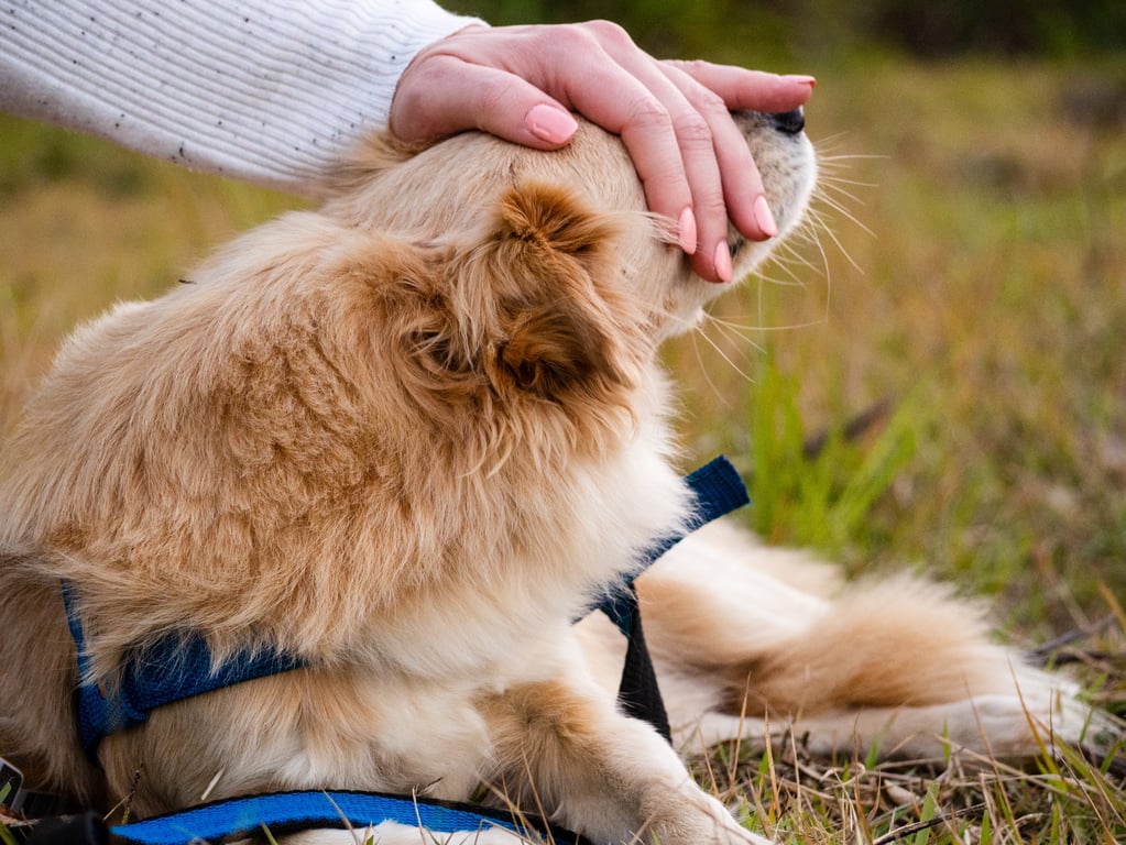 dog nail trimming groomer