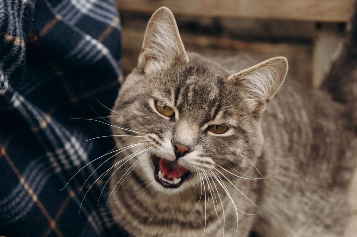 Cat Dental Care: A Practical Guide to Healthy Teeth and Gums