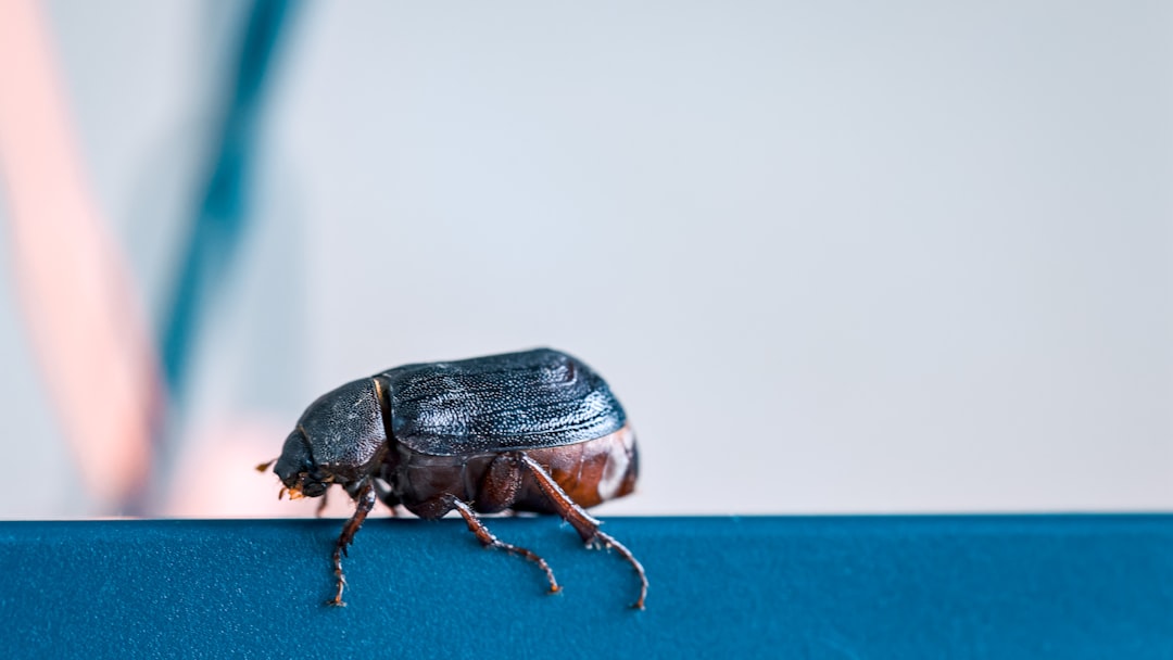 Flea Exterminator Services: What Homeowners Should Expect