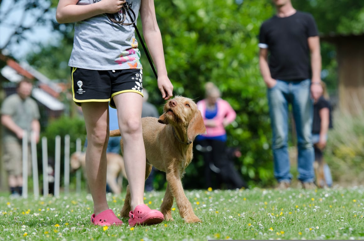 dog grooming training