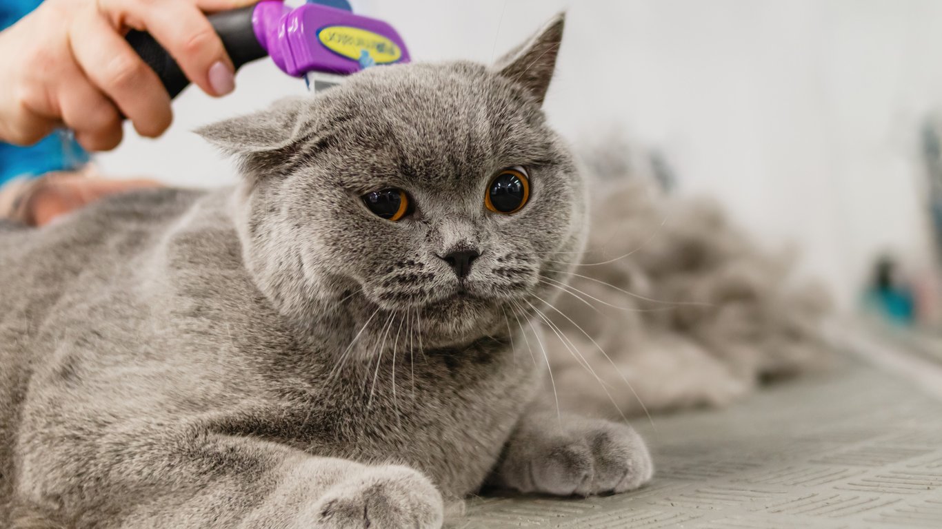 mobile cat groomer